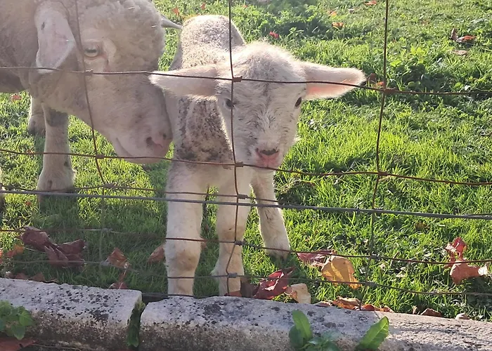 Casa vacanze Casa Da Anita Juncal (Leiria)